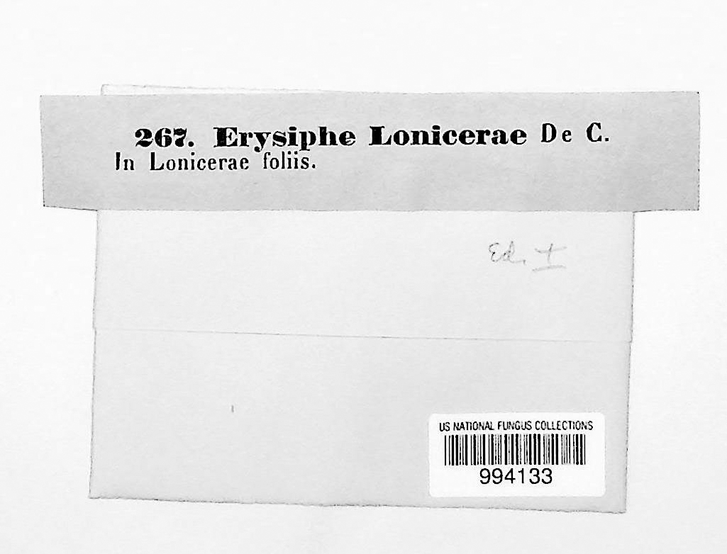 Erysiphe lonicerae